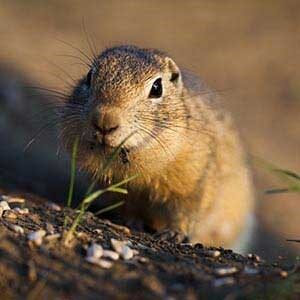 Gophers-Agent-Pest-Control-Utah