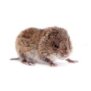 Voles-Agent-Pest-Control-Utah